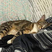 Lemon joined the competition — help win amazing prizes! cat, tabby, sleeping, bed, pillow, blanket, striped, cozy, indoor, resting, fur, whiskers, closed_eyes, comfort, relaxed, domestic_animal, pet, feline, patterned_textile, soft_light