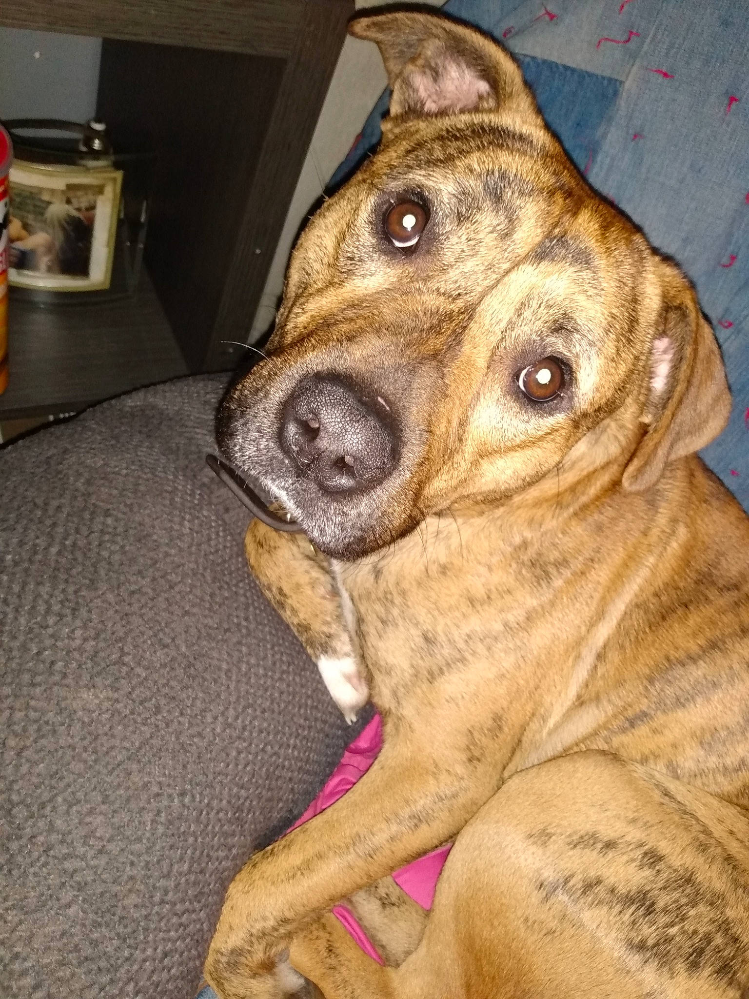 Tazz is registered to the contest to win money with this photo: canidae, carnivore, collar, companion_dog, dog, dog_breed, dog_collar, dogo_sardesco, fawn, fur, guard_dog, liver, molosser, snout, sporting_group, terrestrial_animal, whiskers, working_animal, working_dog, wrinkle