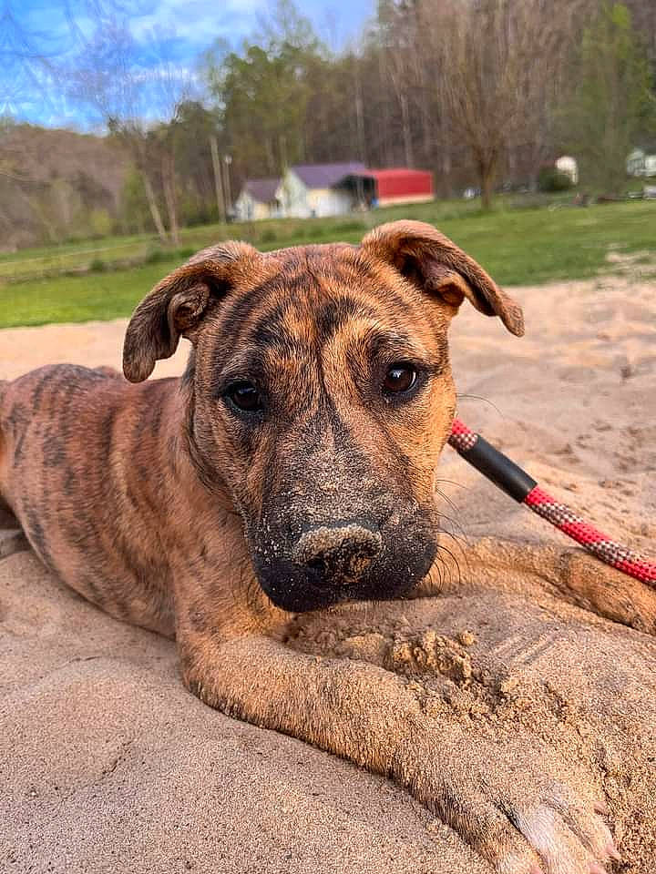 Tazz is registered to the contest to win money with this photo: canidae, carnivore, cloud, collar, companion_dog, dog, dog_breed, dog_collar, dogo_sardesco, fawn, grass, landscape, plant, sky, snout, sporting_group, terrestrial_animal, tree, whiskers, working_animal