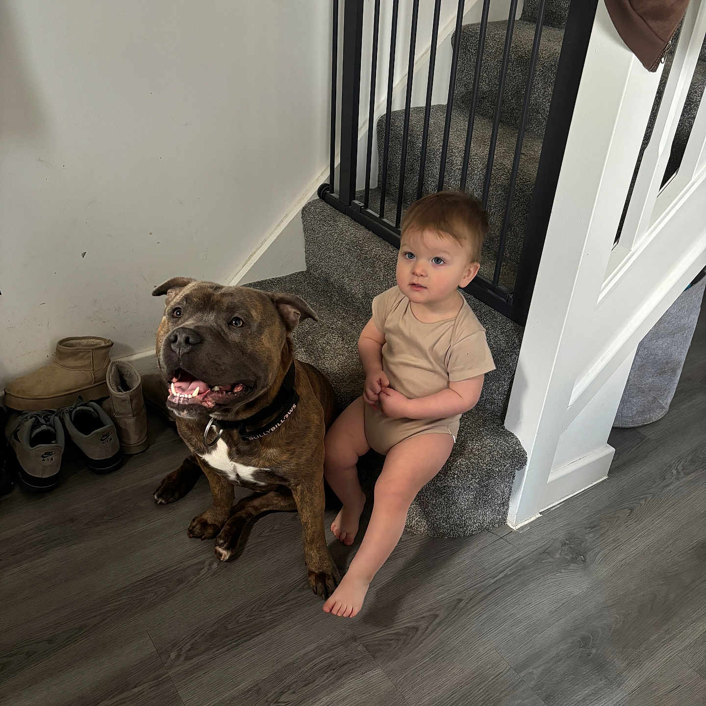 Noah joined the competition — help win amazing prizes! animal, architecture, baby, building, bulldog, canine, clothing, dog, face, footwear, hardwood, head, house, housing, person, pet, pitbull, shoe, staircase, wood