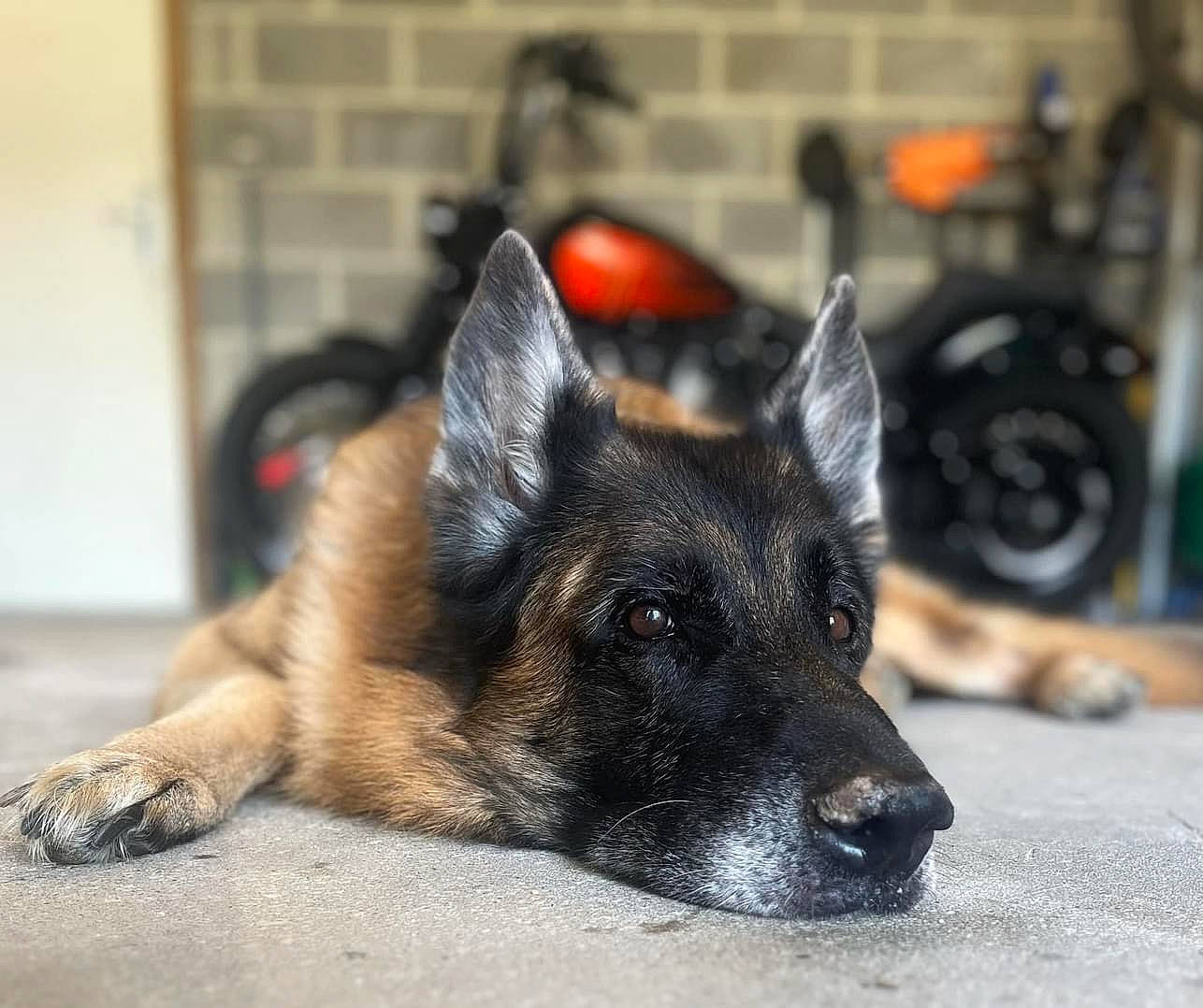 Kenzo a rejoint le concours — aidez-le/la à gagner de superbes lots ! canidae, carnivore, companion_dog, dog, dog_breed, east_european_shepherd, eye, fur, german_shepherd_dog, herding_dog, king_shepherd, old_german_shepherd_dog, snout, sporting_group, terrestrial_animal, tire, tread, wheel, whiskers, working_dog