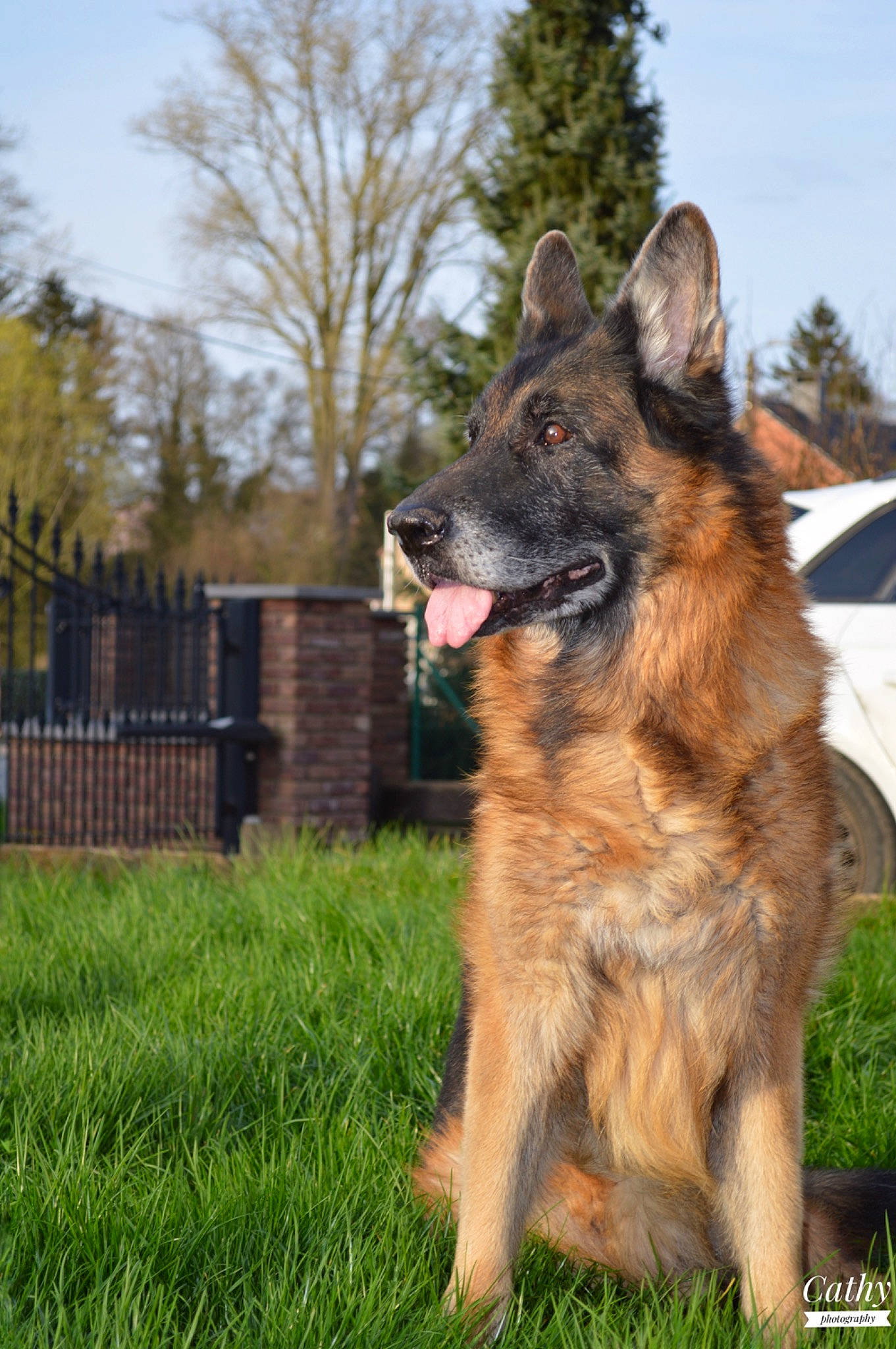 Kenzo a rejoint le concours — aidez-le/la à gagner de superbes lots ! carnivore, companion_dog, dog, dog_breed, east_european_shepherd, fence, german_shepherd_dog, grass, guard_dog, herding_dog, home_fencing, king_shepherd, old_german_shepherd_dog, plant, sky, tervuren, tree, wheel, working_dog