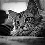 animal, black_and_white, calm, cat, close_up, cute, detailed, ears, eyes, feline, fur, indoor, lying_down, mammal, pet, photography, portrait, relaxed, soft_focus, whiskers