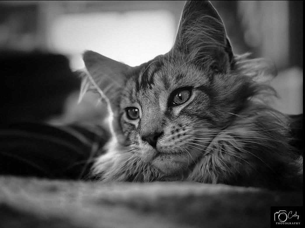 Aslan a rejoint le concours — aidez-le/la à gagner de superbes lots ! cat, close_up, black_and_white, fur, portrait, animal, pet, relaxed, whiskers, ears, eyes, soft_focus, indoor, mammal, feline, cute, lying_down, detailed, calm, photography