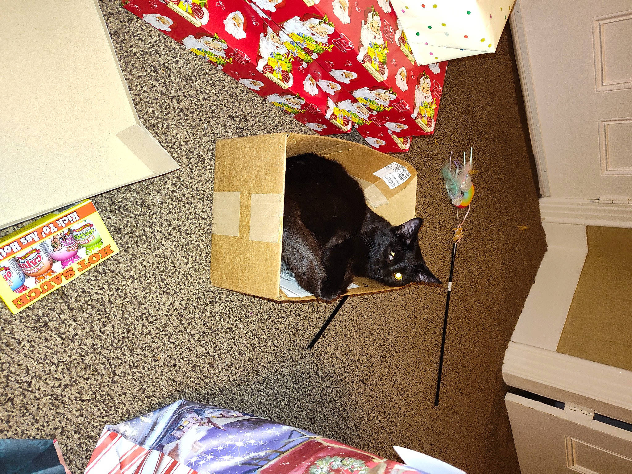 Gigi is registered to the contest to win money with this photo: box, cardboard, carnivore, cat, comfort, domestic_short_haired_cat, felidae, flooring, hardwood, light_switch, living_room, pattern, rectangle, room, shipping_box, small_to_medium_sized_cats, tail, wall_plate, whiskers, wood