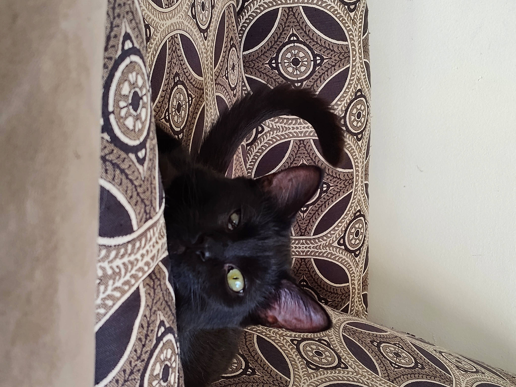 Gigi joined the competition — help win amazing prizes! art, black_cat, carnivore, cat, comfort, domestic_short_haired_cat, felidae, flooring, fur, grey, linens, motif, pattern, room, small_to_medium_sized_cats, snout, textile, visual_arts, whiskers, wood