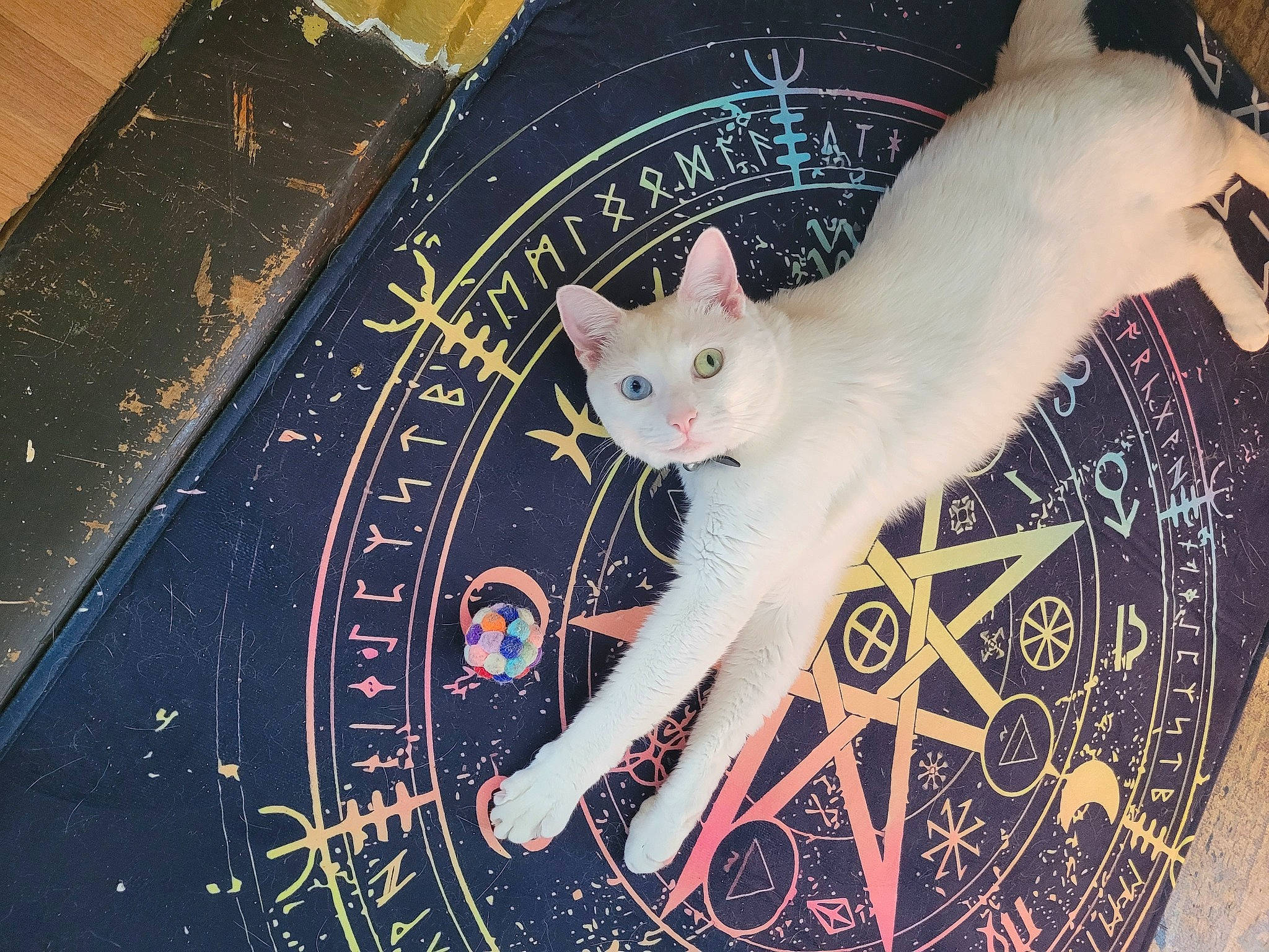 Kiki joined the competition — help win amazing prizes! automotive_wheel_system, carnivore, cat, circle, claw, domestic_short_haired_cat, fawn, felidae, fur, pattern, paw, small_to_medium_sized_cats, snout, tail, tree, whiskers, wood