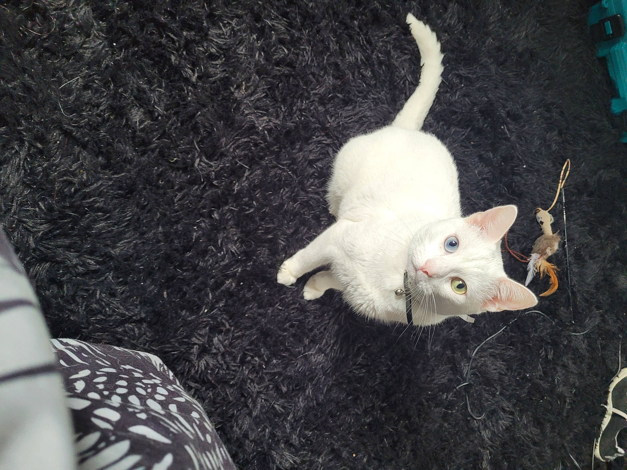 Kiki joined the competition — help win amazing prizes! art, canidae, carnivore, cat, claw, darkness, dog_breed, domestic_short_haired_cat, fawn, felidae, fur, grass, grey, monochrome_photography, paw, photo_caption, small_to_medium_sized_cats, snout, tail, whiskers