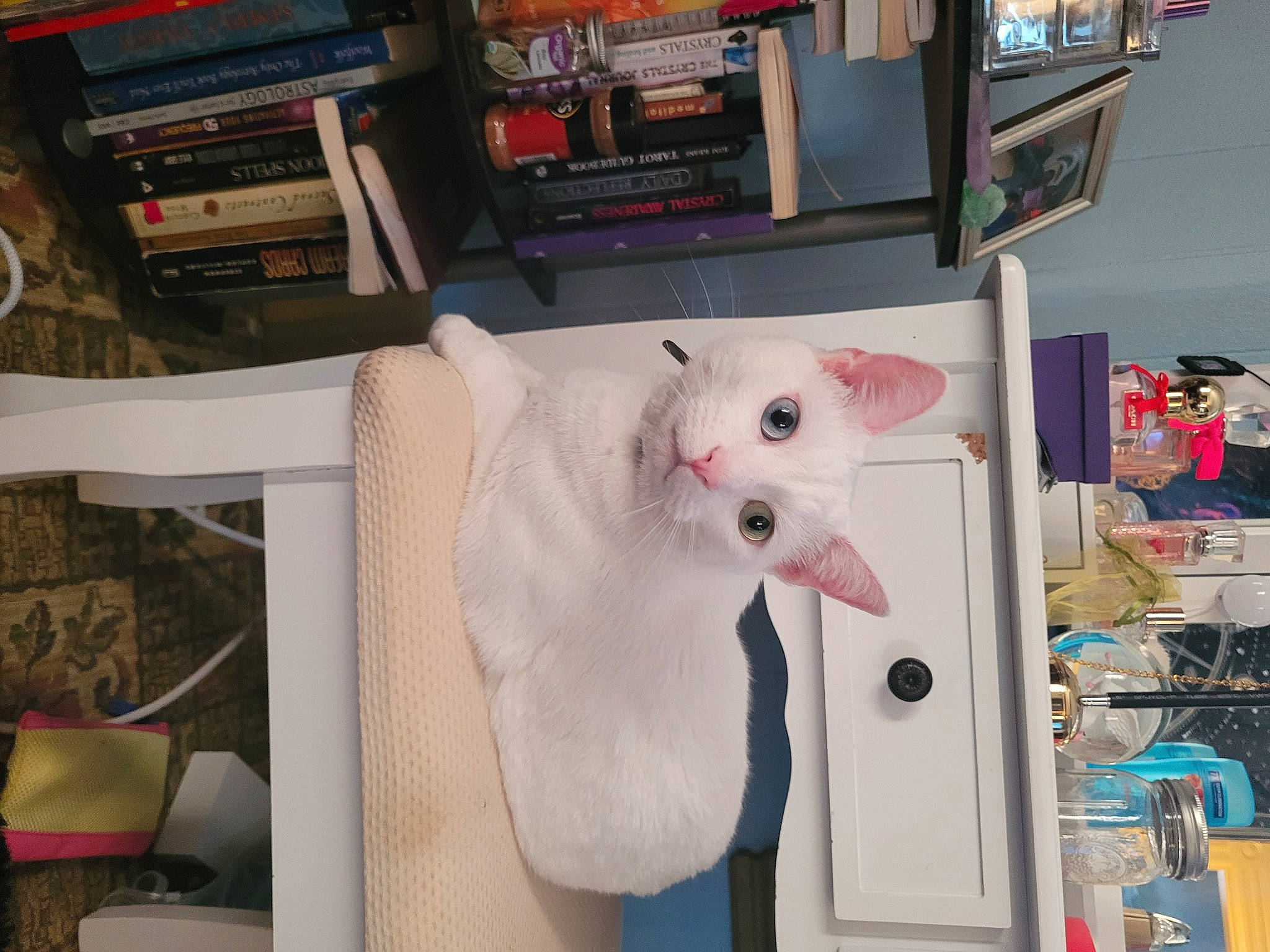 Kiki is registered to the contest to win money with this photo: art, carmine, cat, collection, companion_dog, event, felidae, fur, machine, picture_frame, plush, room, shelf, shelving, small_to_medium_sized_cats, stuffed_toy, tail, toy, visual_arts, whiskers