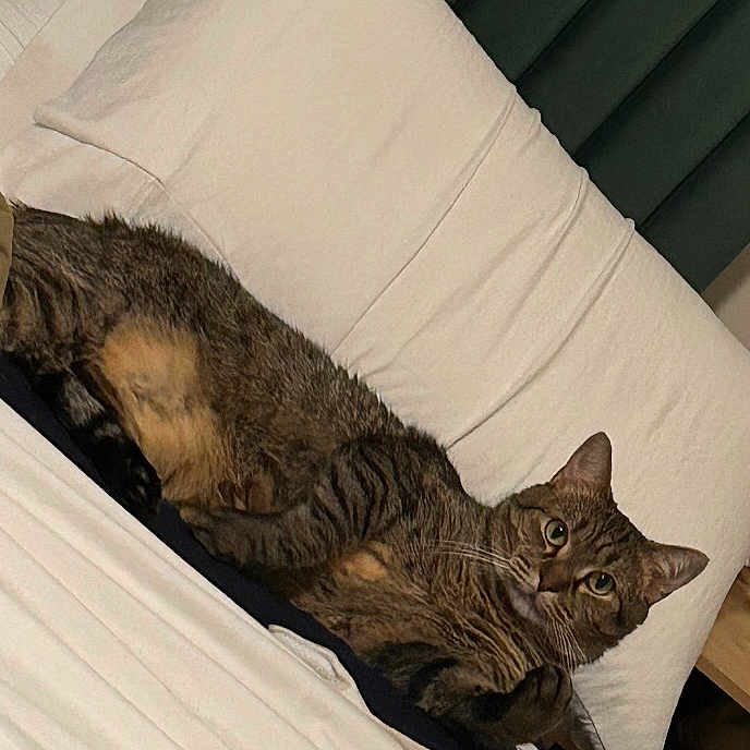 Bruno is registered to the contest to win money with this photo: animal, cat, comfort, couch, cozy, curious, ears, eyes, feline, fur, home, indoor, looking, pet, pillow, relaxed, resting, tabby, whiskers, white_couch