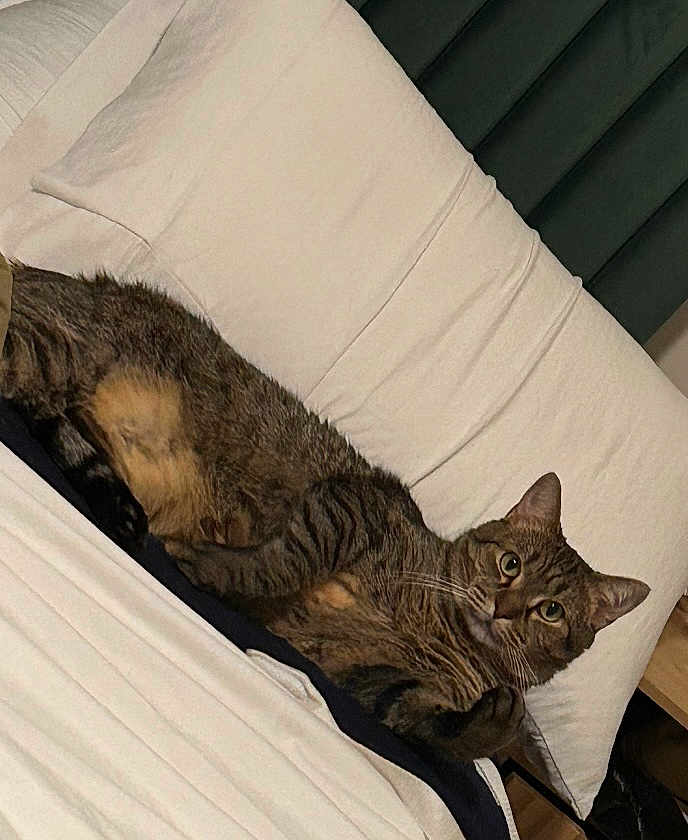 Bruno