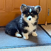 Bridget a rejoint le concours — aidez-le/la à gagner de superbes lots ! puppy, dog, canine, fluffy, black_and_white, sitting, portrait, pet, animal, face, eyes, nose, ears, fur, paws, blue_mat, wooden_door, indoor, carpet, cute