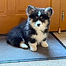 puppy, dog, canine, fluffy, black_and_white, sitting, portrait, pet, animal, face, eyes, nose, ears, fur, paws, blue_mat, wooden_door, indoor, carpet, cute