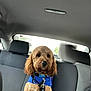 Benson is registered to the contest to win money with this photo: dog, car, backseat, blue_harness, pet, curly_fur, leash, window, seat, interior, animal, canine, transport, calm, sitting, fur, collar, restraint, daylight, vehicle