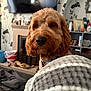 Benson is registered to the contest to win money with this photo: dog, curly_fur, blanket, living_room, fireplace, television, furniture, decor, cozy, pet, indoors, curious, brown, soft_texture, home, carpet, shelf, knick_knacks, collar, relaxed