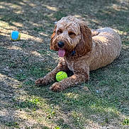 Benson is registered to the contest to win money with this photo: dog, tennis_ball, grass, outdoor, pet, animal, curly_fur, panting, sunlight, shade, playful, lying_down, brown_dog, happy, nature, summer, domestic_animal, toy, close_up, daytime