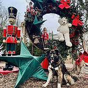 Texas participe au concours pour gagner de l'argent avec cette photo : dog, wreath, christmas, holiday, decoration, star, red_bow, nutcracker, teddy_bear, outdoor, tree, leash, wood_chips, festive, winter, park, greenery, smiling, animal, celebration