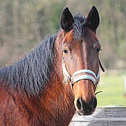 Syphios a rejoint le concours — aidez-le/la à gagner de superbes lots !