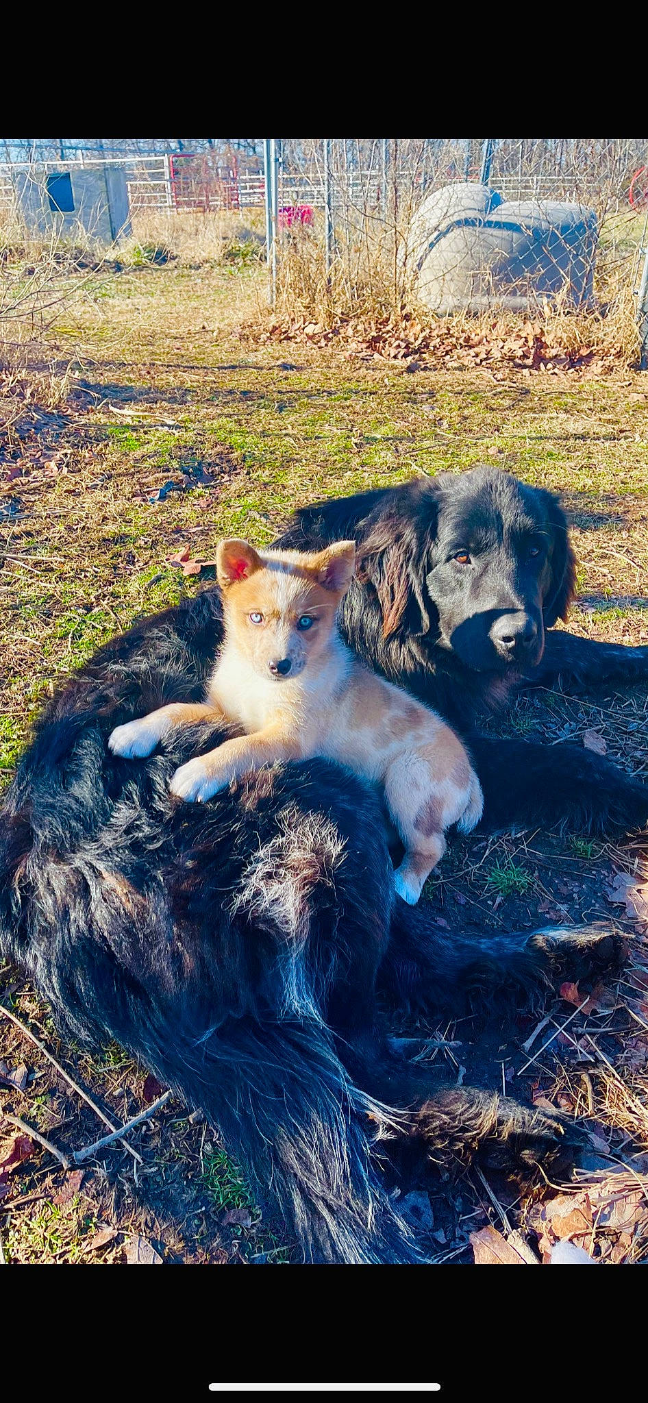 Kia is registered to the contest to win money with this photo: autumn, canidae, carnivore, companion_dog, dog, dog_breed, fawn, fur, grass, grassland, landscape, plant, shadow, soil, sporting_group, tail, terrestrial_animal, tree, working_animal, working_dog