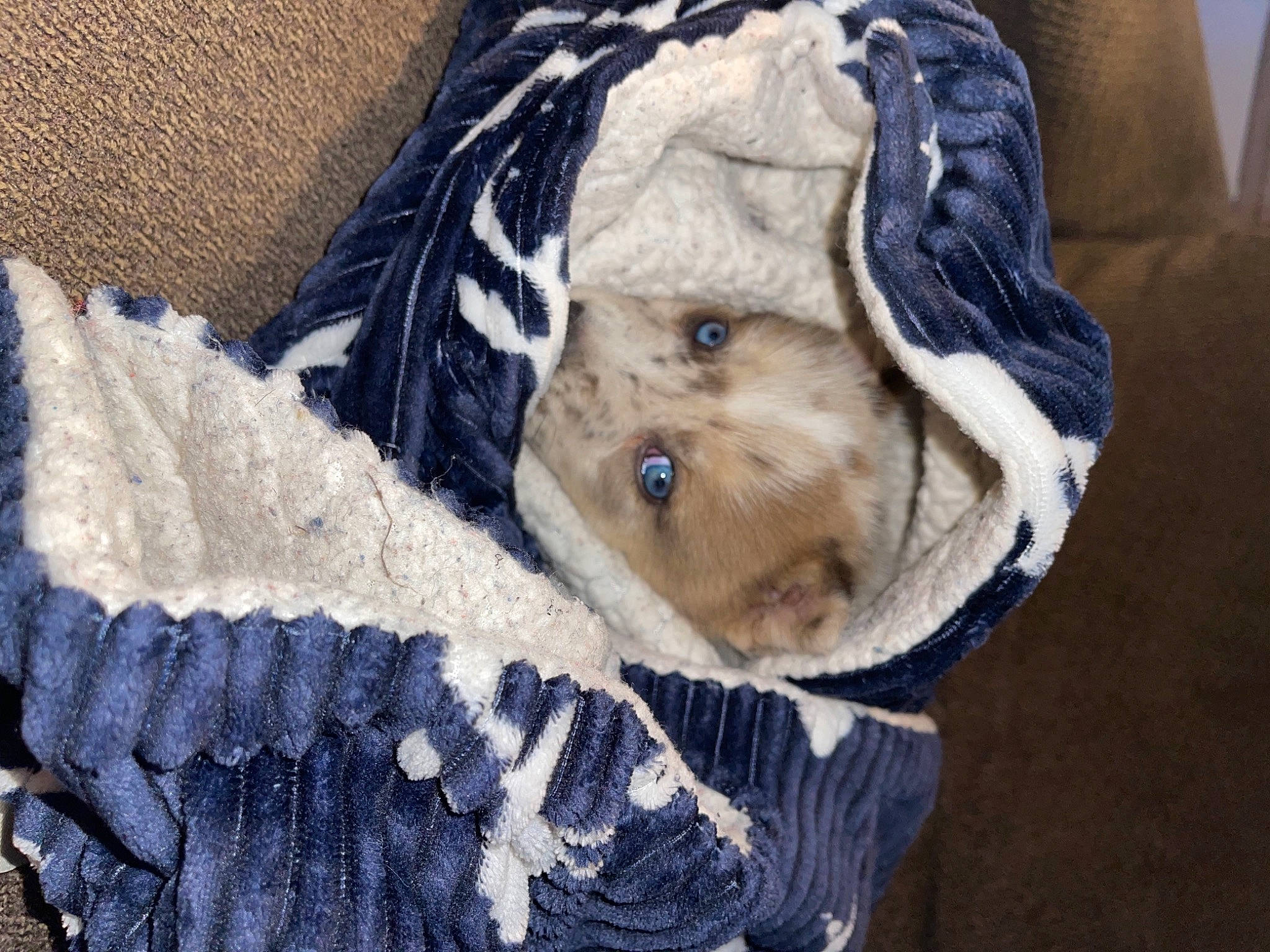 Kia is registered to the contest to win money with this photo: child, craft, dog_clothes, doll, eye, fashion_accessory, fur, knit_cap, linens, outerwear, pattern, sleeve, stuffed_toy, textile, thread, toy, winter, wood, wool, woolen