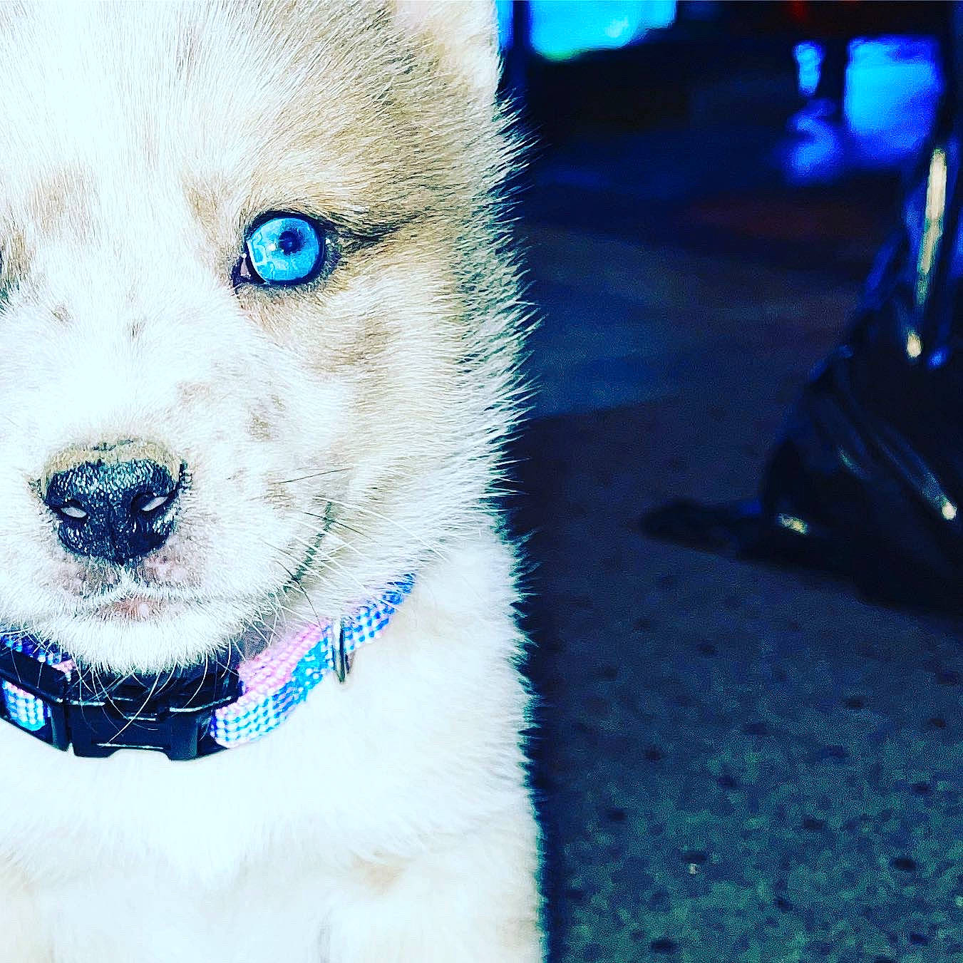 Kia is registered to the contest to win money with this photo: blue, carnivore, collar, companion_dog, dog, dog_breed, dog_collar, dog_supply, electric_blue, event, fashion_accessory, fawn, fur, leash, mammal, pet_supply, toy_dog, vertebrate, whiskers, working_animal