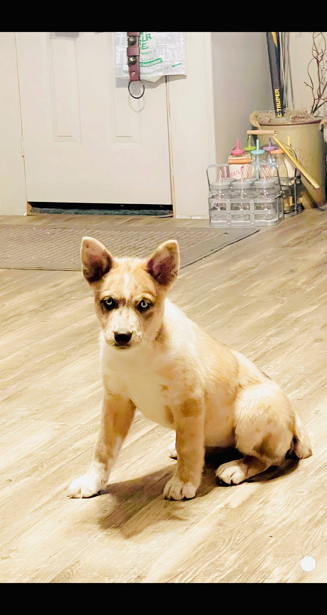 Kia is registered to the contest to win money with this photo: canidae, carnivore, companion_dog, dog, dog_breed, dog_supply, door, fawn, felidae, floor, flooring, hardwood, paw, snout, sporting_group, tail, terrestrial_animal, whiskers, wood, working_animal