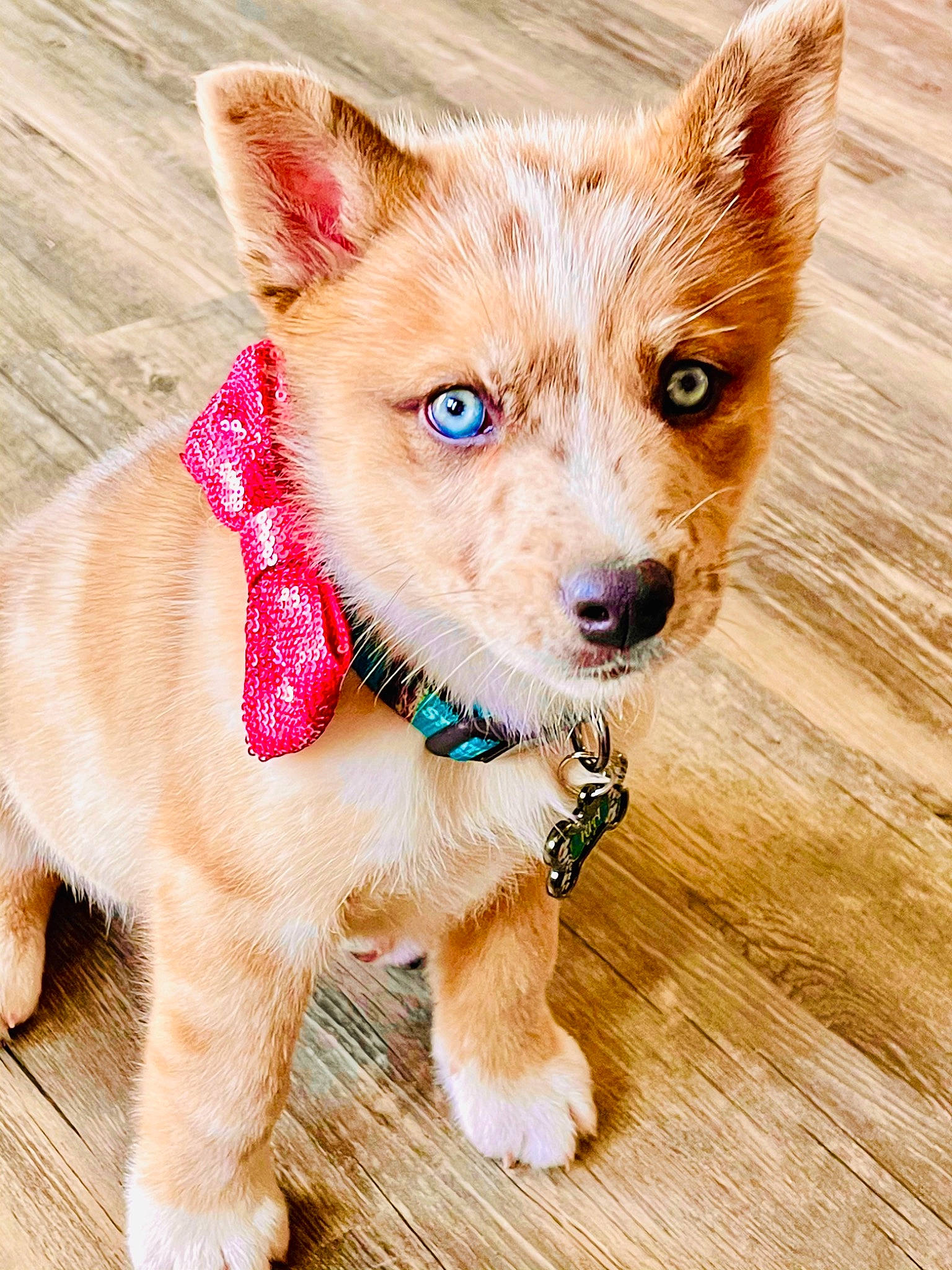 Kia joined the competition — help win amazing prizes! canidae, carnivore, collar, companion_dog, dog, dog_breed, dog_collar, dog_supply, fawn, fur, hardwood, iris, liver, snout, sporting_group, tail, terrestrial_animal, whiskers, wood, working_animal