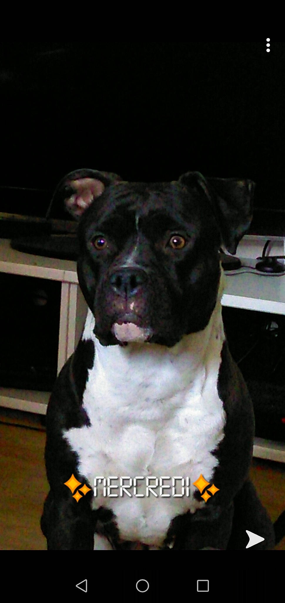 Nikita a rejoint le concours — aidez-le/la à gagner de superbes lots ! borador, canidae, carnivore, companion_dog, computer_keyboard, dog, dog_breed, dog_collar, eye, fawn, guard_dog, input_device, molosser, non_sporting_group, peripheral, puppy, sporting_group, whiskers, working_animal, working_dog