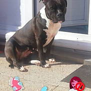 Nikita a rejoint le concours — aidez-le/la à gagner de superbes lots ! advertising, boston_terrier, carnivore, companion_dog, dog, dog_breed, dog_supply, fawn, flooring, font, internet_meme, logo, paw, pet_supply, photo_caption, snout, sporting_group, tail, toy_dog, working_animal