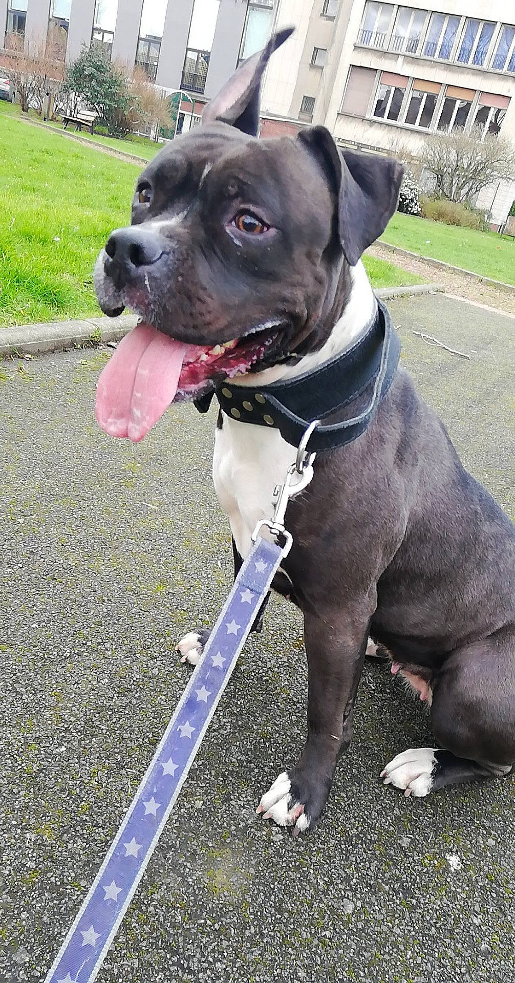 Nikita participe au concours pour gagner de l'argent avec cette photo : canidae, carnivore, collar, companion_dog, dog, dog_breed, dog_collar, dog_supply, fashion_accessory, fawn, leash, liver, pet_supply, plant, snout, sporting_group, whiskers, window, working_animal, working_dog