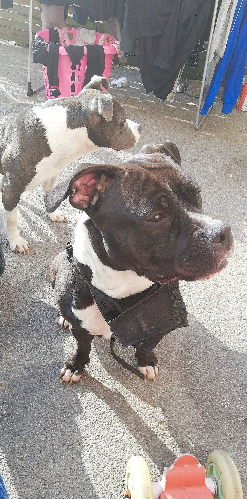 Nikita participe au concours pour gagner de l'argent avec cette photo : canidae, carnivore, collar, companion_dog, dog, dog_breed, dog_collar, fawn, fur, human_leg, leash, mammal, road_surface, snout, sporting_group, terrestrial_animal, tradition, vertebrate, working_animal, wrinkle