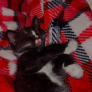 Jade is registered to the contest to win money with this photo: kitten, cat, sleeping, black_and_white, paw, blanket, plaid, red, white, cozy, fur, cute, resting, indoor, pet, animal, whiskers, soft, relaxed, closeup