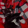 kitten, cat, sleeping, black_and_white, paw, blanket, plaid, red, white, cozy, fur, cute, resting, indoor, pet, animal, whiskers, soft, relaxed, closeup