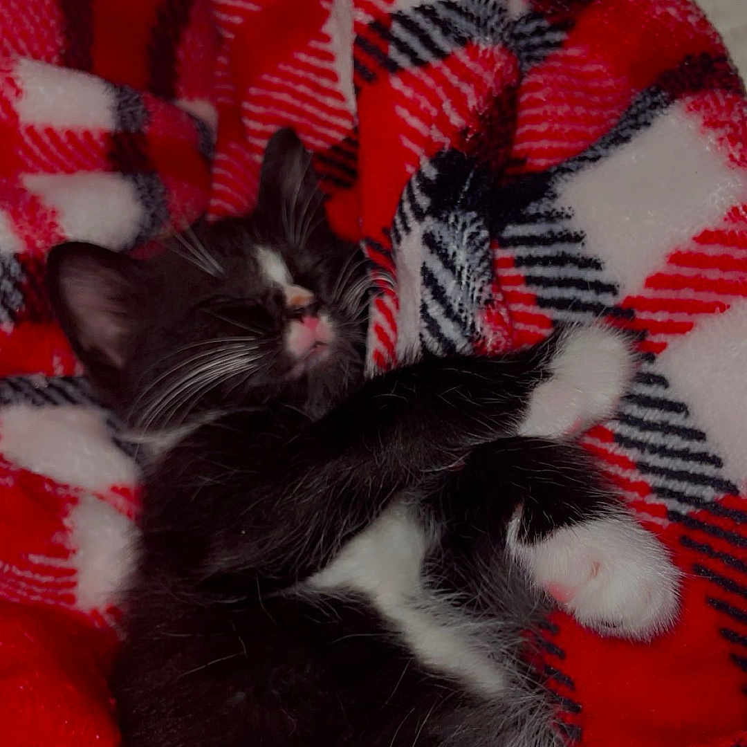 Jade is registered to the contest to win money with this photo: kitten, cat, sleeping, black_and_white, paw, blanket, plaid, red, white, cozy, fur, cute, resting, indoor, pet, animal, whiskers, soft, relaxed, closeup