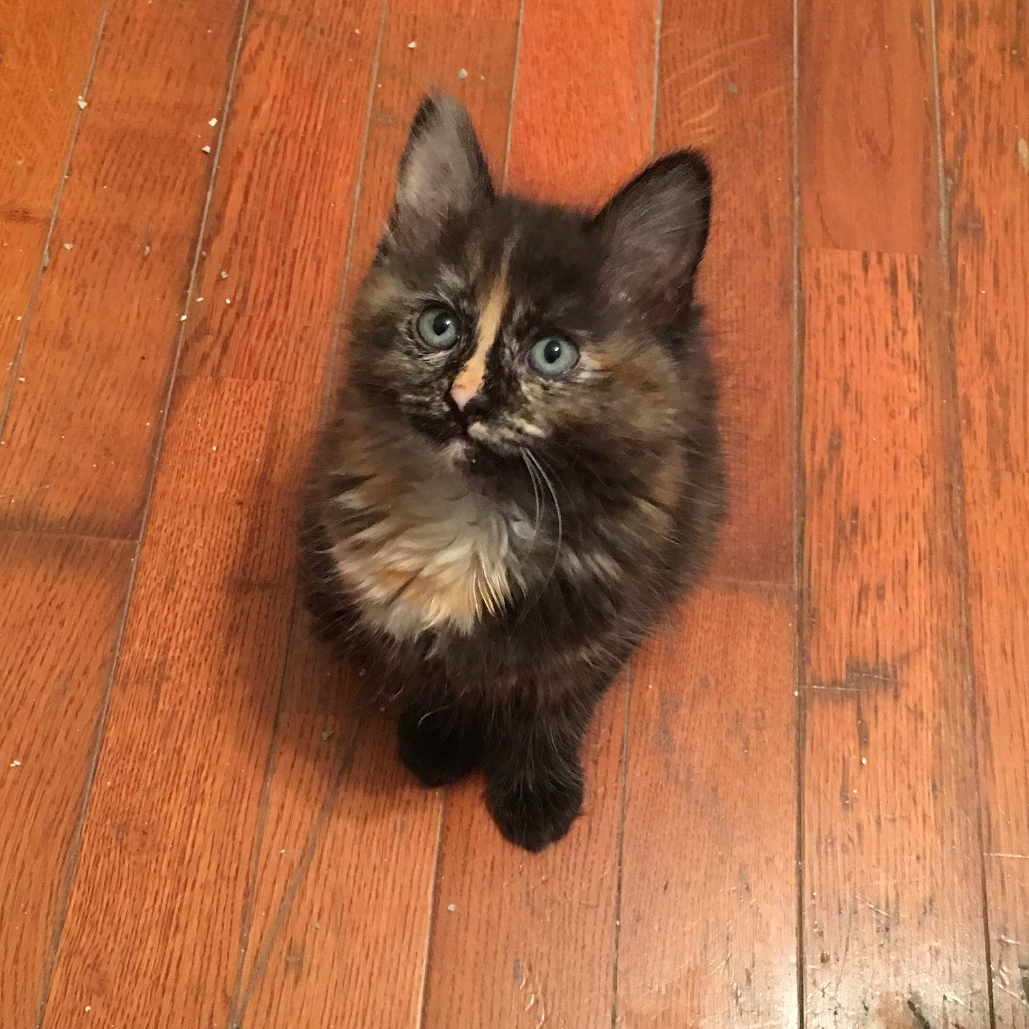 Willow is registered to the contest to win money with this photo: asian, asian_semi_longhair, british_semi_longhair, carnivore, cat, cymric, domestic_long_haired_cat, felidae, fur, kitten, maine_coon, mammal, norwegian_forest_cat, persian, ragamuffin, siberian, small_to_medium_sized_cats, vertebrate, whiskers, wood