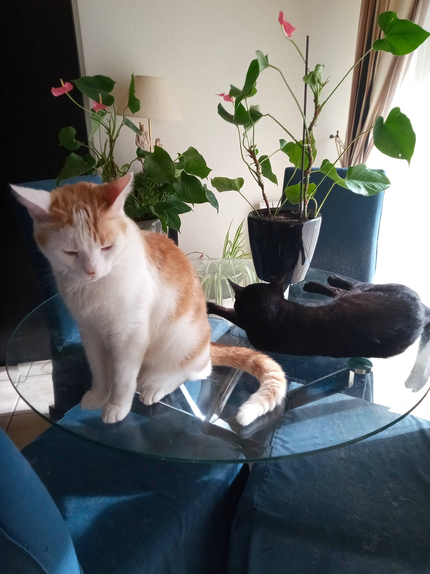 Bamby participe au concours pour gagner de l'argent avec cette photo : carnivore, cat, comfort, domestic_short_haired_cat, fawn, felidae, flowerpot, fur, grass, houseplant, human_leg, lap, leg, plant, sitting, small_to_medium_sized_cats, tail, tree, whiskers, window