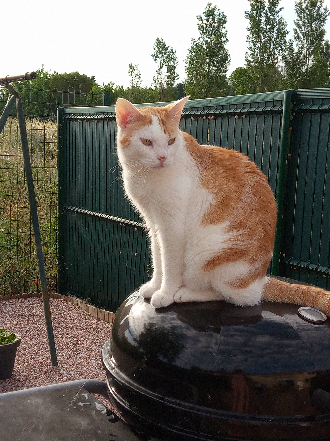 Bamby participe au concours pour gagner de l'argent avec cette photo : carnivore, cat, domestic_short_haired_cat, eye, fawn, felidae, fence, flowerpot, fur, grass, plant, road_surface, sky, small_to_medium_sized_cats, snout, tail, tree, whiskers, window, wood