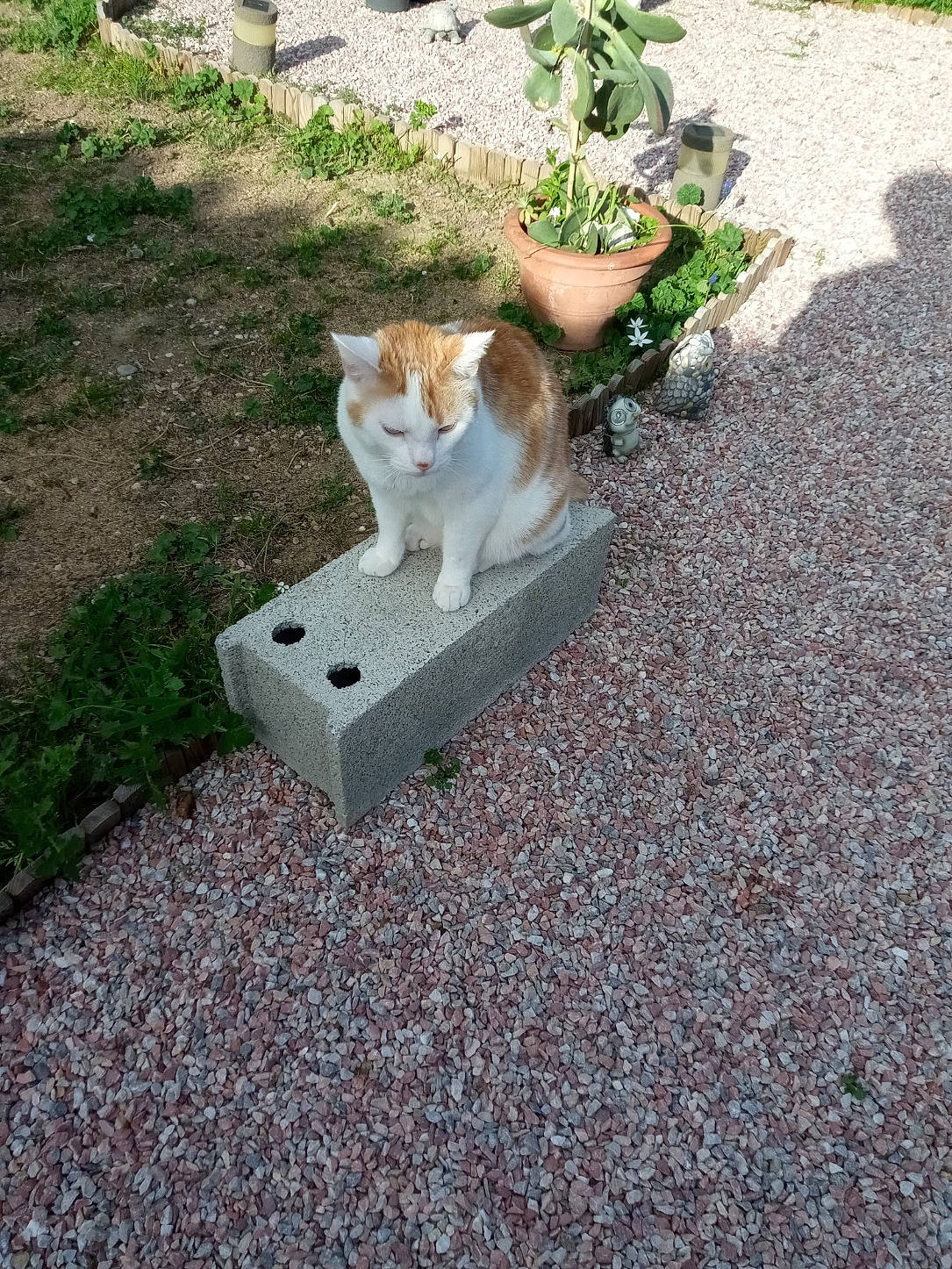 Bamby a rejoint le concours — aidez-le/la à gagner de superbes lots ! asphalt, canidae, carnivore, cat, domestic_short_haired_cat, fawn, felidae, grass, groundcover, landscape, outdoor_furniture, plant, road, road_surface, sidewalk, small_to_medium_sized_cats, soil, sporting_group, tail, whiskers