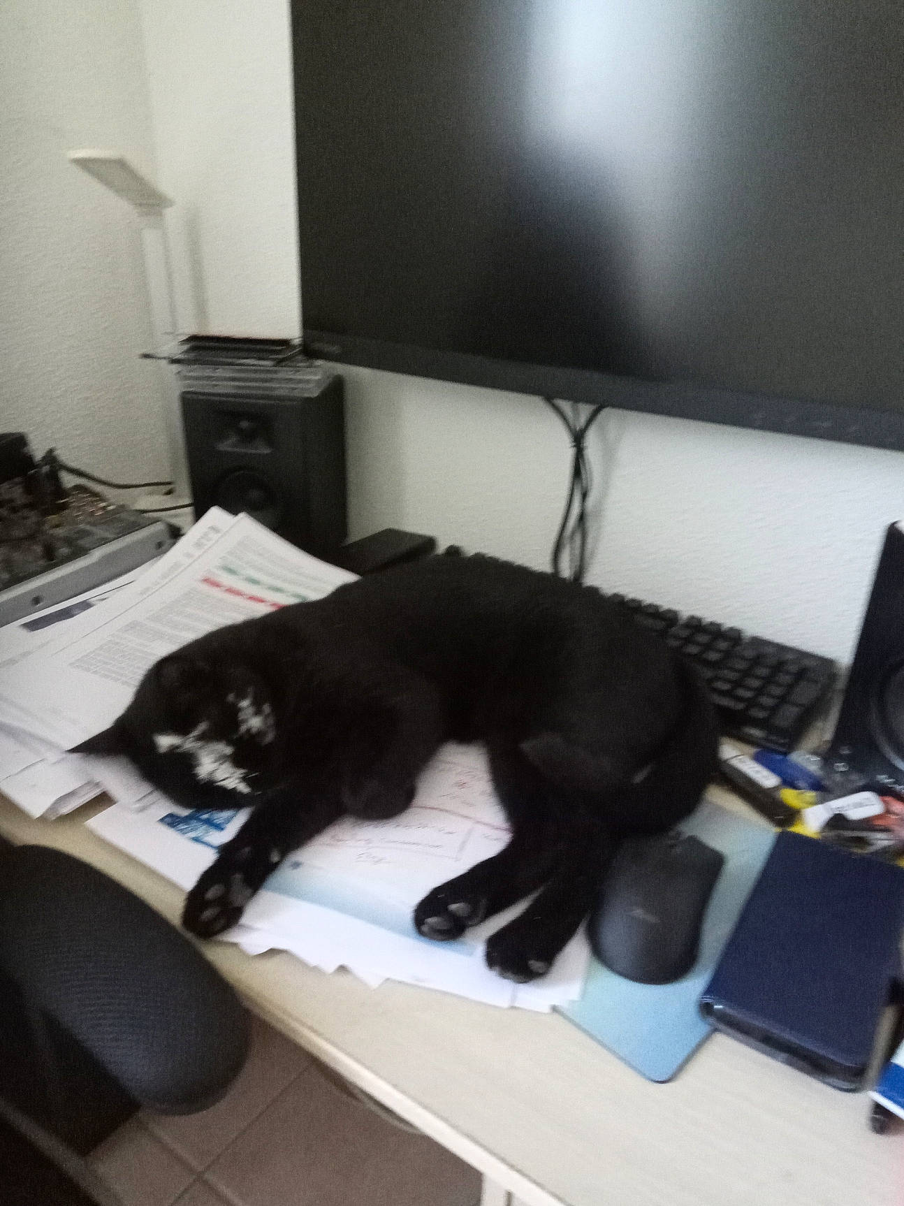 Arthur a rejoint le concours — aidez-le/la à gagner de superbes lots ! bombay, carnivore, cat, comfort, computer, computer_desk, computer_keyboard, desk, felidae, flooring, furniture, gadget, input_device, peripheral, personal_computer, small_to_medium_sized_cats, space_bar, table, tail, television