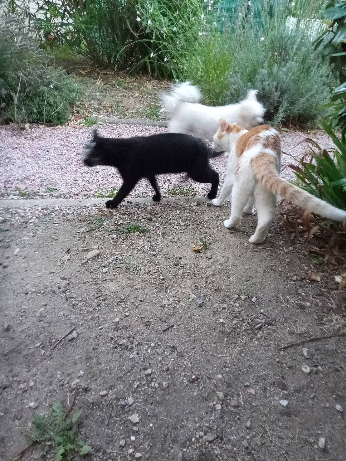 Arthur participe au concours pour gagner de l'argent avec cette photo : asphalt, canidae, carnivore, cat, companion_dog, dog_breed, domestic_short_haired_cat, felidae, fur, grass, plant, road_surface, shadow, shrub, small_to_medium_sized_cats, soil, sporting_group, tail, terrestrial_animal, wildlife