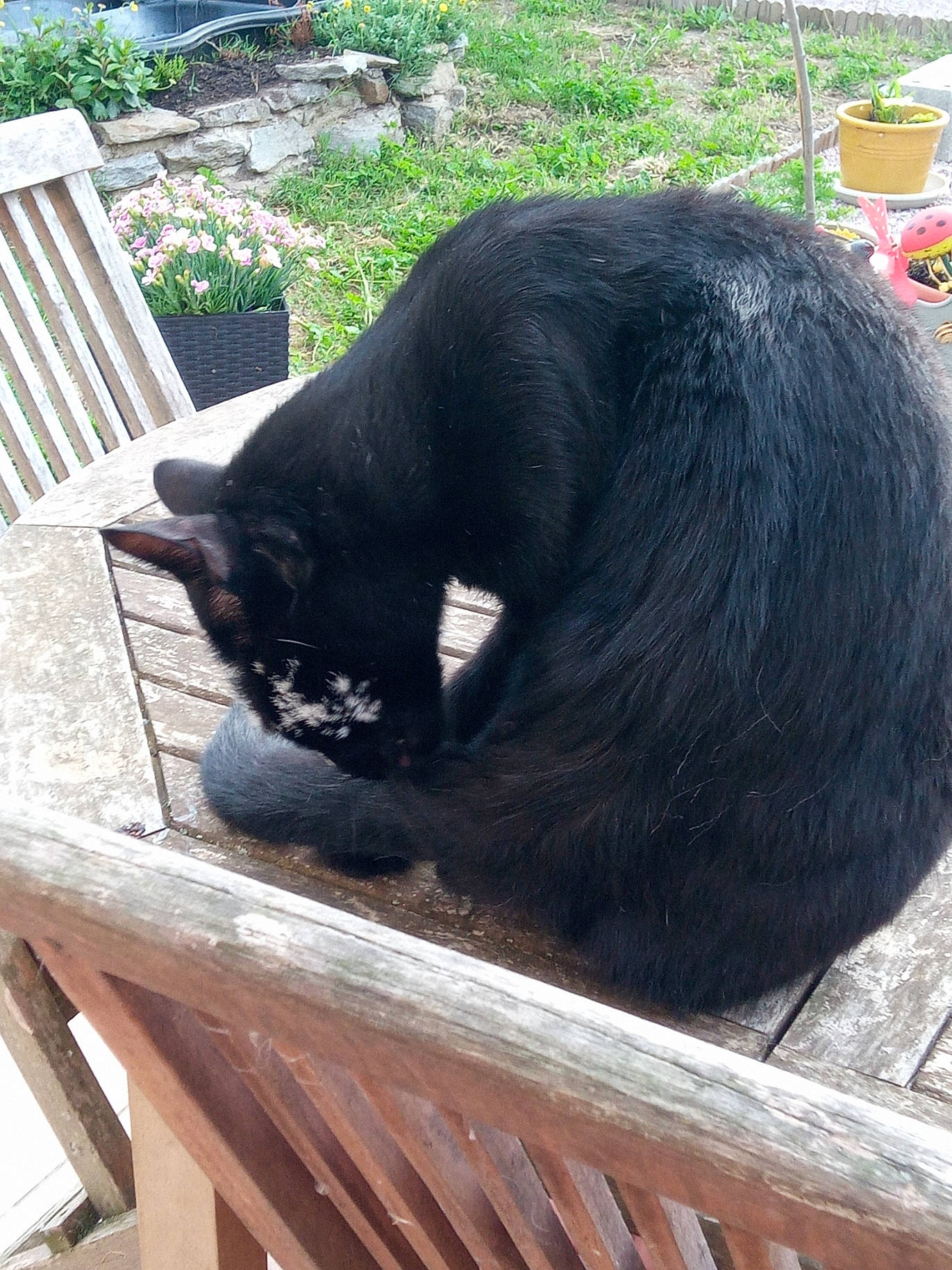 Arthur participe au concours pour gagner de l'argent avec cette photo : black_cat, bombay, carnivore, cat, claw, domestic_short_haired_cat, felidae, fur, grass, outdoor_furniture, plant, sitting, small_to_medium_sized_cats, snout, tail, terrestrial_animal, tree, whiskers, window, wood
