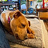 dog, brown_dog, collar, blanket, couch, indoor, living_room, guitar, television, furniture, snack, pet, cozy, carpet, table, plant, home_decor, relaxing, chewing, casual