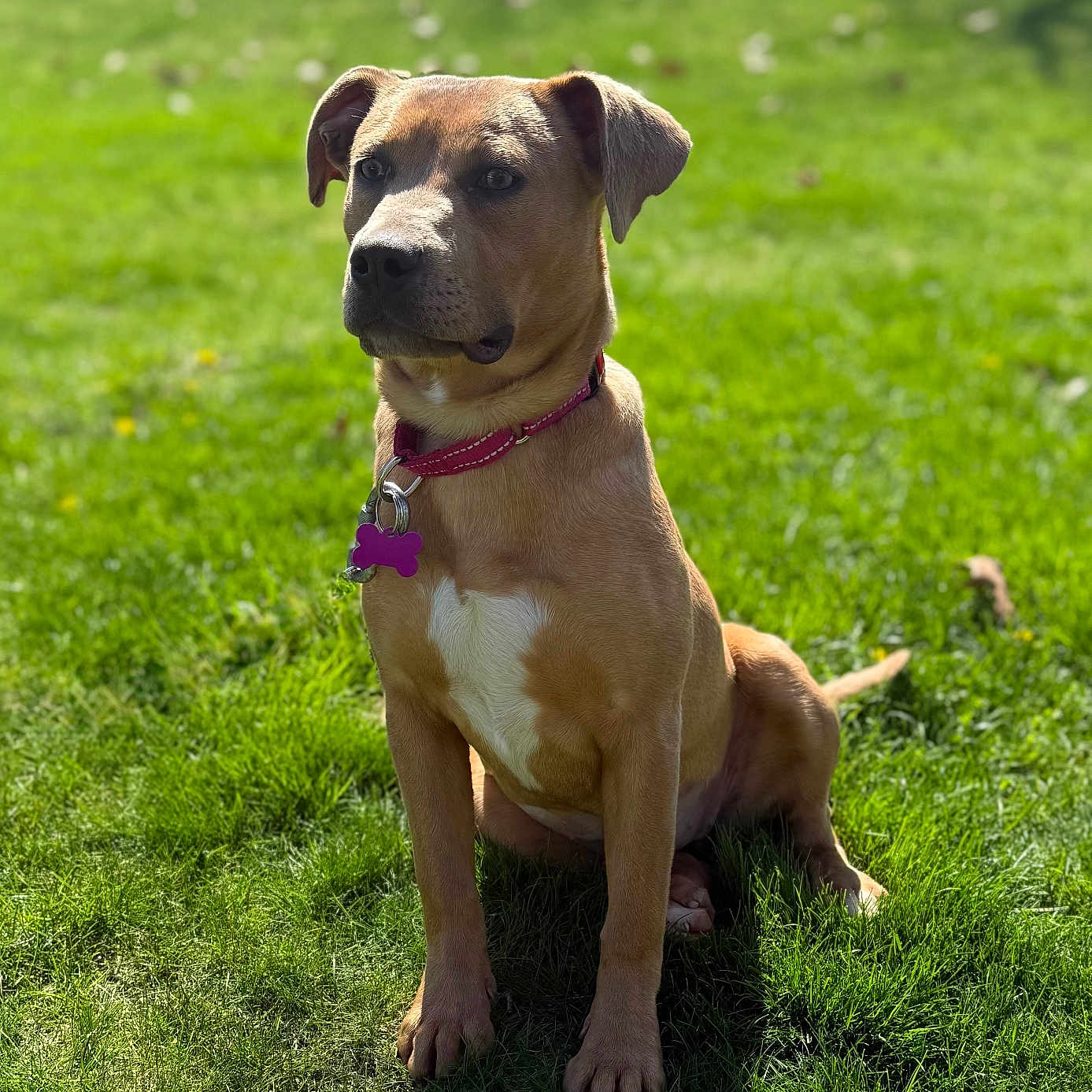 Rosie