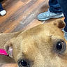 dog, close_up, brown_dog, pet, floor, wood_floor, shoes, jeans, collar, curious, indoor, animal, canine, domestic_animal, looking_up, paw, person, casual_clothing, light, reflection