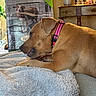 dog, brown_dog, collar, blanket, indoor, furniture, box, pet, resting, cozy, couch, home_decor, plant, table, picture_frame, soft_texture, relaxed, animal, household, portrait