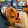 dog, brown_dog, collar, blanket, couch, indoor, living_room, guitar, television, furniture, plant, table, snack, relaxed, pet, cozy, resting, homedecor, blanket_ladder, wooden_floor