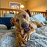 dog, bone, blanket, living_room, sofa, couch, pet, chewing, fur, brown_dog, indoor, relaxing, person, home, wooden_railing, lamp, painting, cozy, comfortable, resting