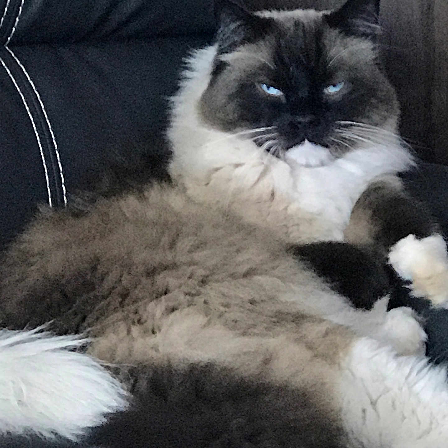 Smokey joined the competition — help win amazing prizes! angora, animal, architecture, armchair, building, cat, chair, couch, cushion, furniture, homedecor, indoors, kitten, livingroom, manx, person, pet, room, siamese, sleeping