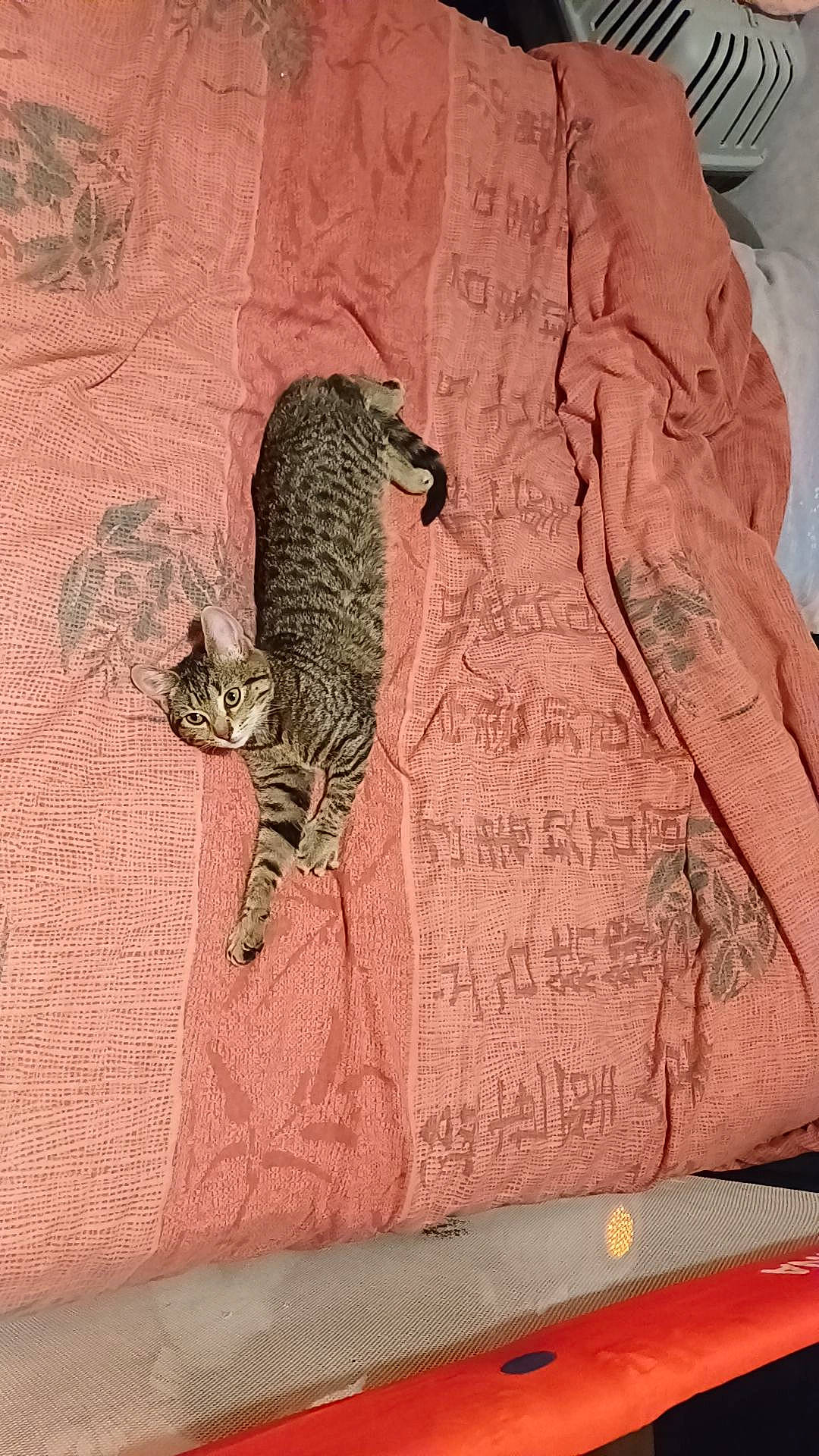 Stella a rejoint le concours — aidez-le/la à gagner de superbes lots ! art, bag, bedding, carnivore, cat, comfort, domestic_short_haired_cat, felidae, fur, illustration, linens, pattern, peach, sleeve, small_to_medium_sized_cats, tail, terrestrial_animal, textile, visual_arts, whiskers