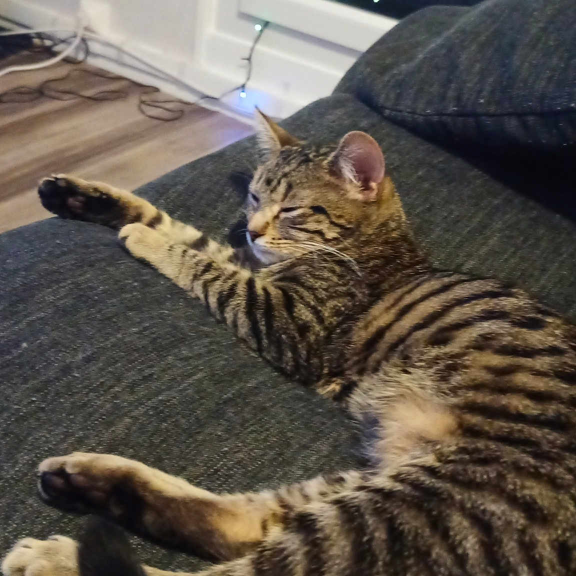 Stella